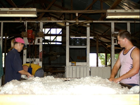 Pelican Sheep Station - Accommodation Port Macquarie 0