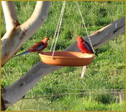 Henlie Park Bed & Breakfast - Accommodation Port Macquarie 3