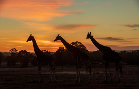 Zoofari Lodge, Taronga Western Plains Zoo Dubbo - Accommodation Port Macquarie 1