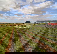 1837 Barossa Luxury Vineyard Cottages - Accommodation Port Macquarie