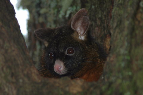 Newry Park Cottage - Accommodation Port Macquarie 2