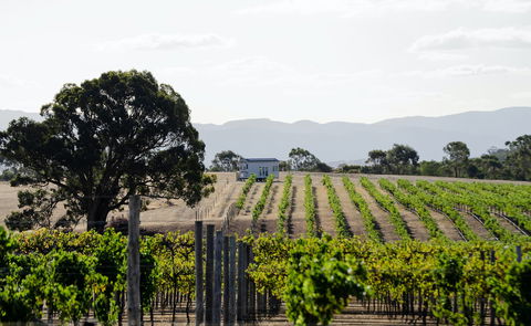 Hounds Run Vineyard - Accommodation Port Macquarie 1