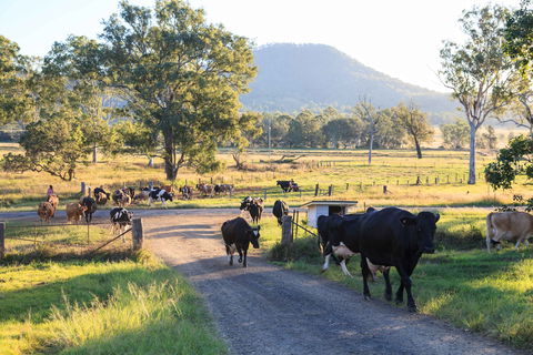 Tommerups Dairy Farmstay - Accommodation Port Macquarie 0