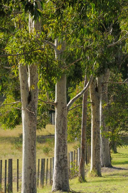 Sarsfield VIC Accommodation Port Macquarie