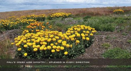 Alpine View Apartments - Accommodation Port Macquarie 0