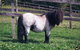 Brilynbrook Country Accommodation - thumb 2
