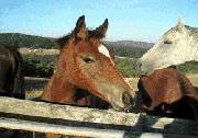 Wombalano Country Retreat - Accommodation Port Macquarie 1