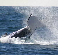 Whale Watching Sydney - Accommodation Port Macquarie