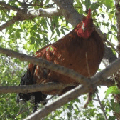 Perth City Farm Organic Markets - Accommodation Port Macquarie 3