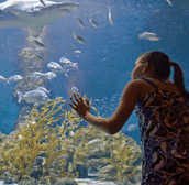 The Aquarium of Western Australia - Accommodation Port Macquarie