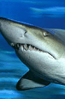 The Aquarium Of Western Australia - Accommodation Port Macquarie 2