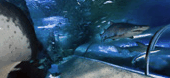 The Aquarium Of Western Australia - Accommodation Port Macquarie 3