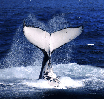 Brisbane Whale Watching - Accommodation Port Macquarie 0
