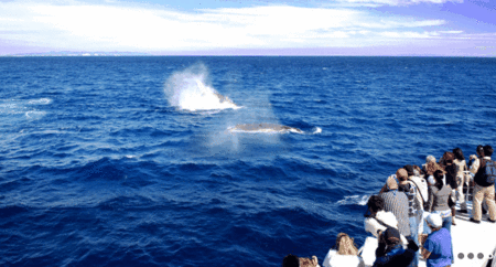 Brisbane Whale Watching - Accommodation Port Macquarie 1