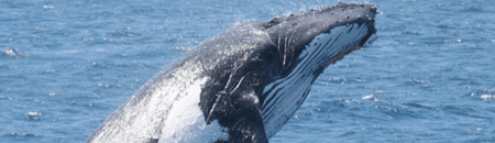 Brisbane Whale Watching - Accommodation Port Macquarie 2