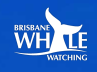 Brisbane Whale Watching - Accommodation Port Macquarie 3