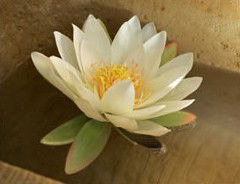 Orchid Day Spa - Accommodation Port Macquarie 2