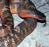 Armadale Reptile  Wildlife Centre - Accommodation Port Macquarie
