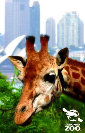 Taronga Zoo - Accommodation Port Macquarie 3
