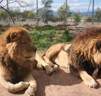 Mansfield Zoo - Accommodation Port Macquarie