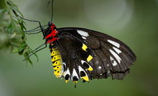 Melbourne Zoo - Accommodation Port Macquarie 2