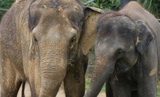 Melbourne Zoo - Accommodation Port Macquarie 3