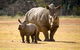 Werribee Open Range Zoo - thumb 3