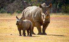 Werribee Open Range Zoo - Accommodation Port Macquarie 3