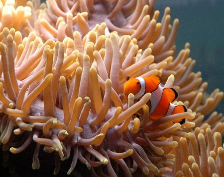 Reef HQ Great Barrier Reef Aquarium - Accommodation Port Macquarie 0
