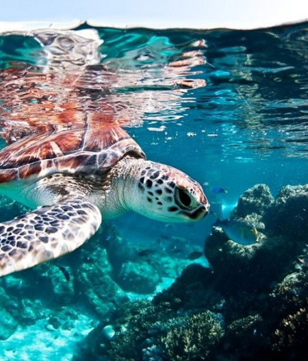 Reef HQ Great Barrier Reef Aquarium - Accommodation Port Macquarie 1