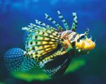 Underwater World - Accommodation Port Macquarie 0