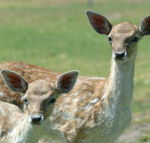 Marapana Wildlife Park - Accommodation Port Macquarie