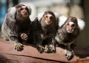 Zoo Doo Wildlife Park - Accommodation Port Macquarie 1