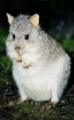 Warrawong Wildlife Park - Accommodation Port Macquarie 1