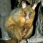 Warrawong Wildlife Park - Accommodation Port Macquarie 2