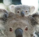Billabong Koala and Wildlife Park - Accommodation Port Macquarie
