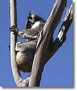 OZe Wildlife - Accommodation Port Macquarie 2