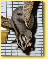 OZe Wildlife - Accommodation Port Macquarie 3