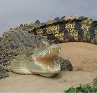 Dundee's Wildlife Park - Accommodation Port Macquarie