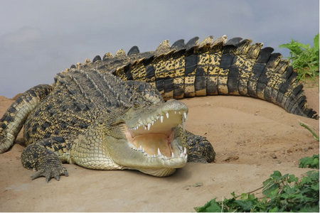 Dundee's Wildlife Park - Accommodation Port Macquarie 0