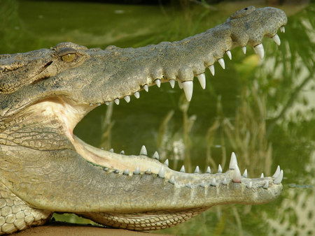 Dundee's Wildlife Park - Accommodation Port Macquarie 1