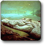 Kakadu National Park - Accommodation Port Macquarie 1
