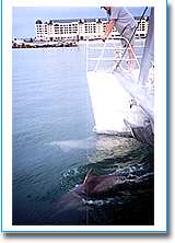 Temptation Sailing - Accommodation Port Macquarie 1
