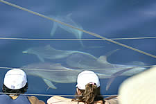 Temptation Sailing - Accommodation Port Macquarie 2