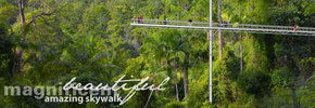 Rainforest Skywalk - Accommodation Port Macquarie 2