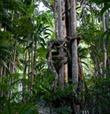 Rainforest Skywalk - Accommodation Port Macquarie 3