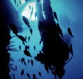 Scuba World - Accommodation Port Macquarie