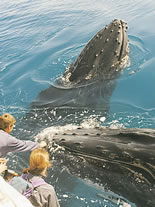 Storeyline Tours - Accommodation Port Macquarie 1