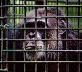 Rockhampton Zoo - Accommodation Port Macquarie 0