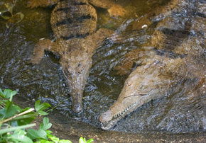 Rockhampton Zoo - Accommodation Port Macquarie 1
